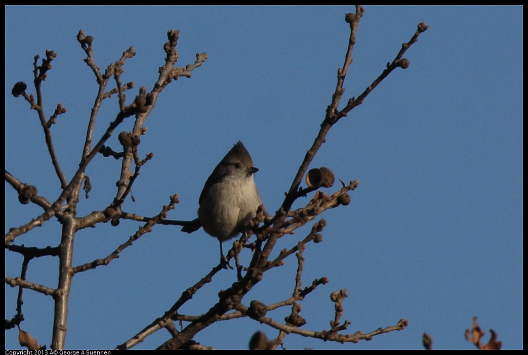 0209-160328-03.jpg - Oak Titmouse