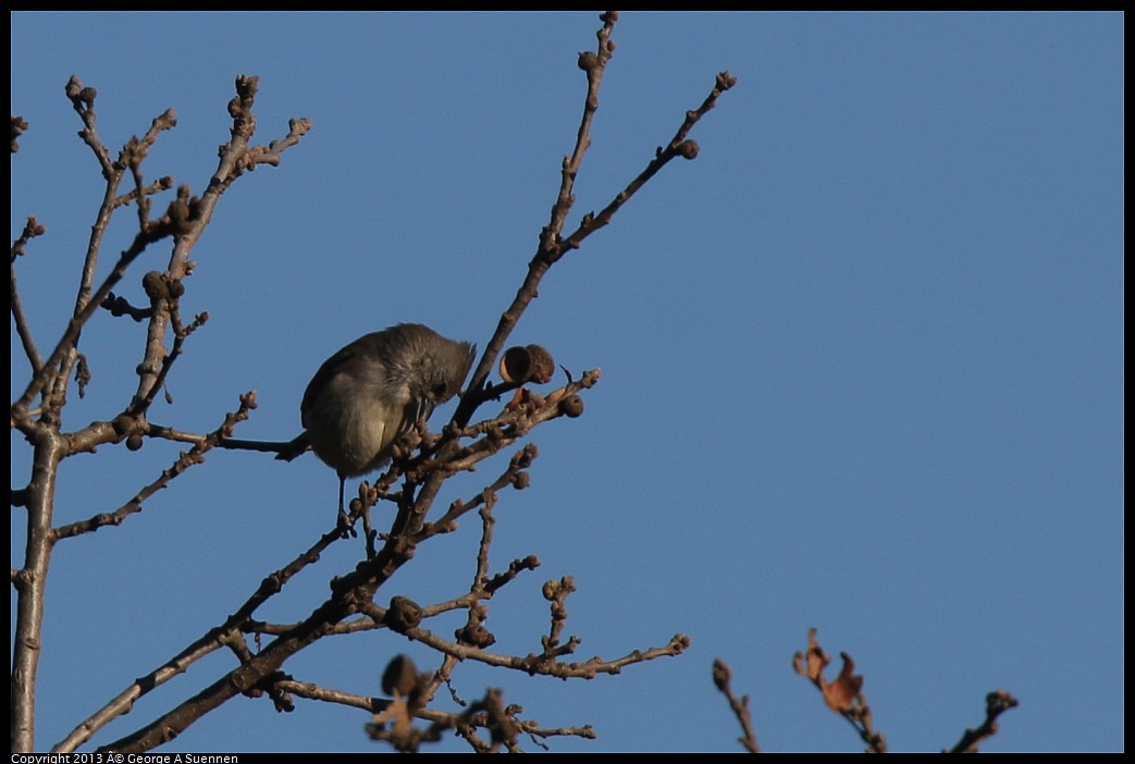 0209-160330-04.jpg - Oak Titmouse