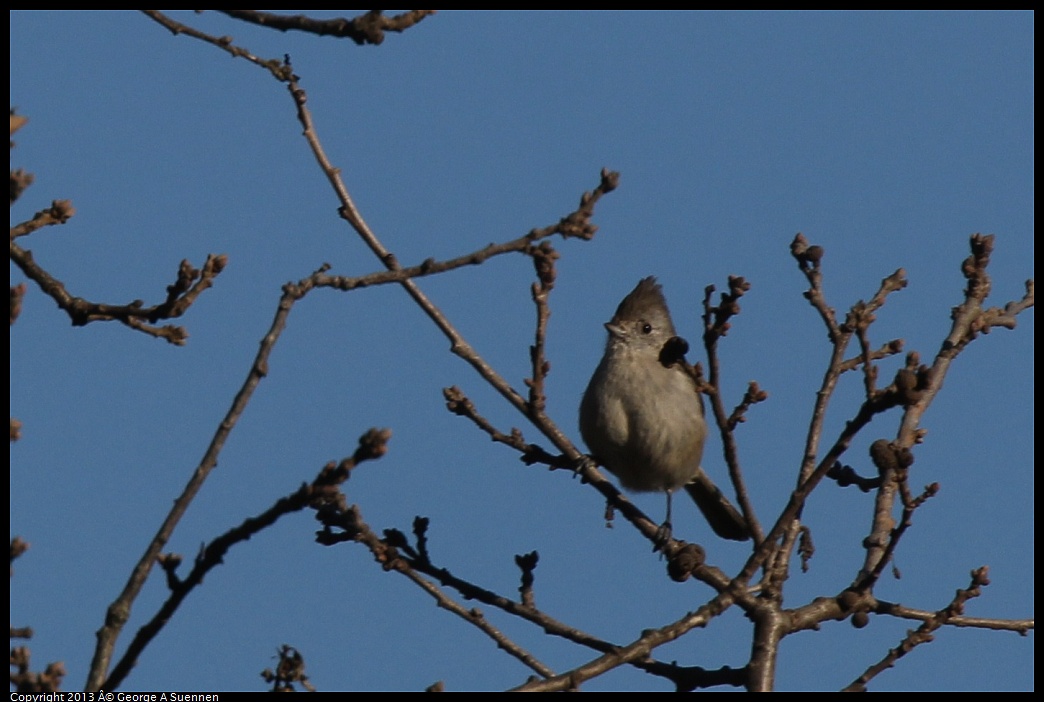 0209-160343-04.jpg - Oak Titmouse