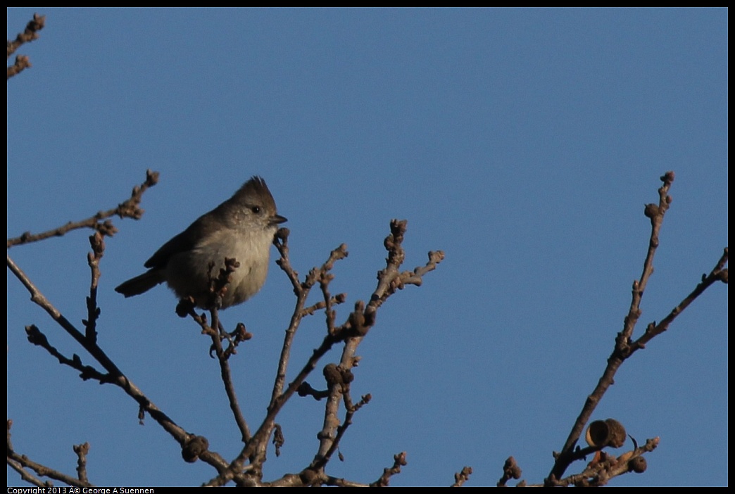 0209-160347-05.jpg - Oak Titmouse