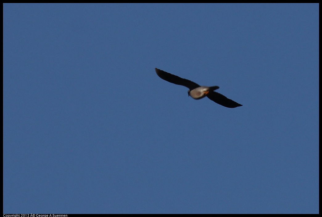 0209-160359-01.jpg - Mourning Dove