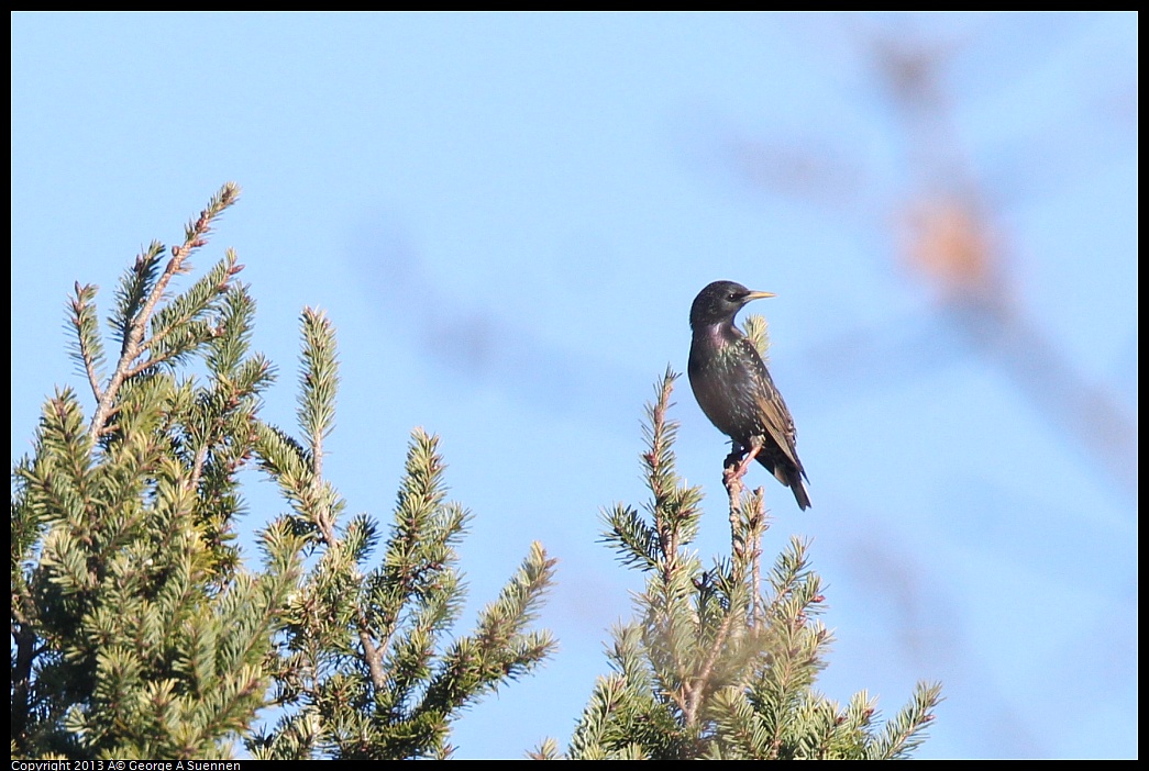 0209-160512-02.jpg - European Starling