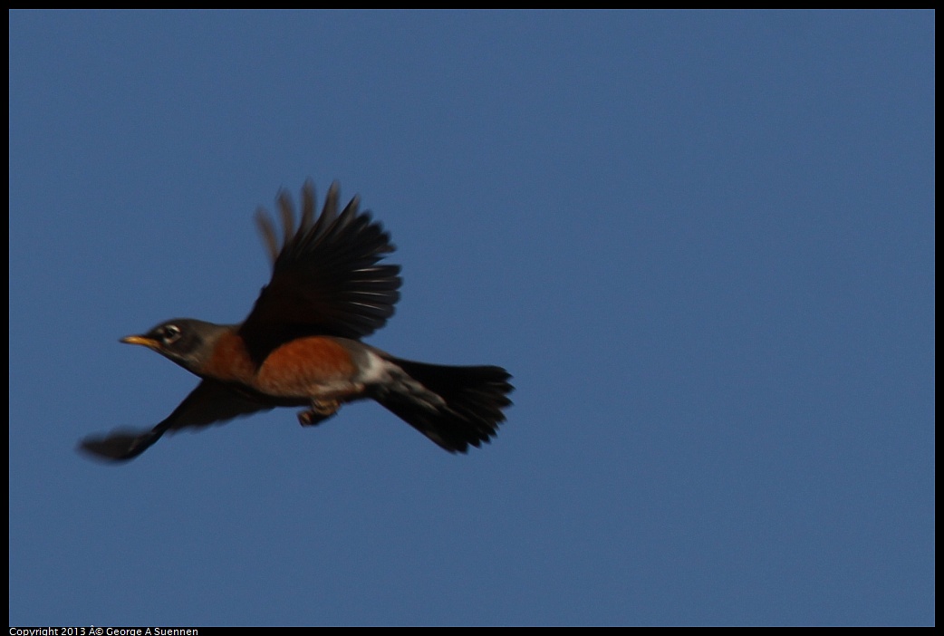 0209-160602-01.jpg - American Robin