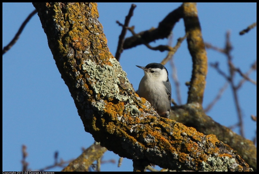 0209-160718-01.jpg - White-breasted Nuthatch