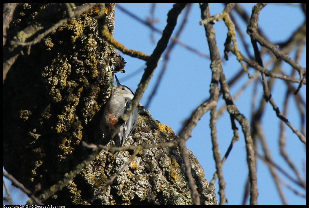 0209-160735-02.jpg - White-breasted Nuthatch