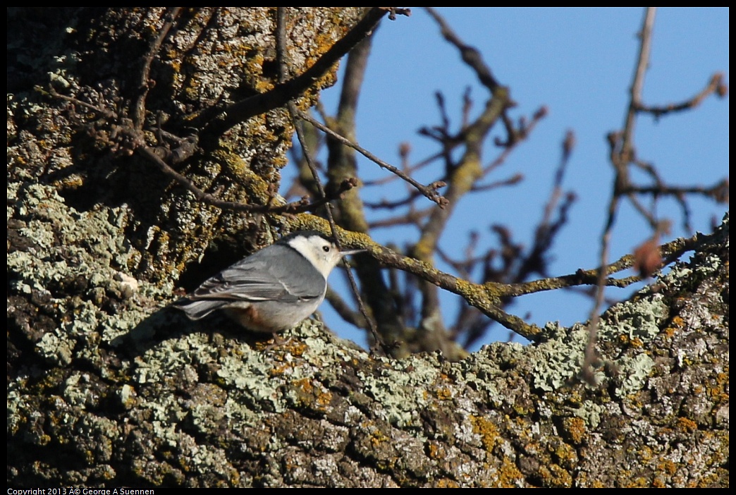 0209-160752-01.jpg - White-breasted Nuthatch