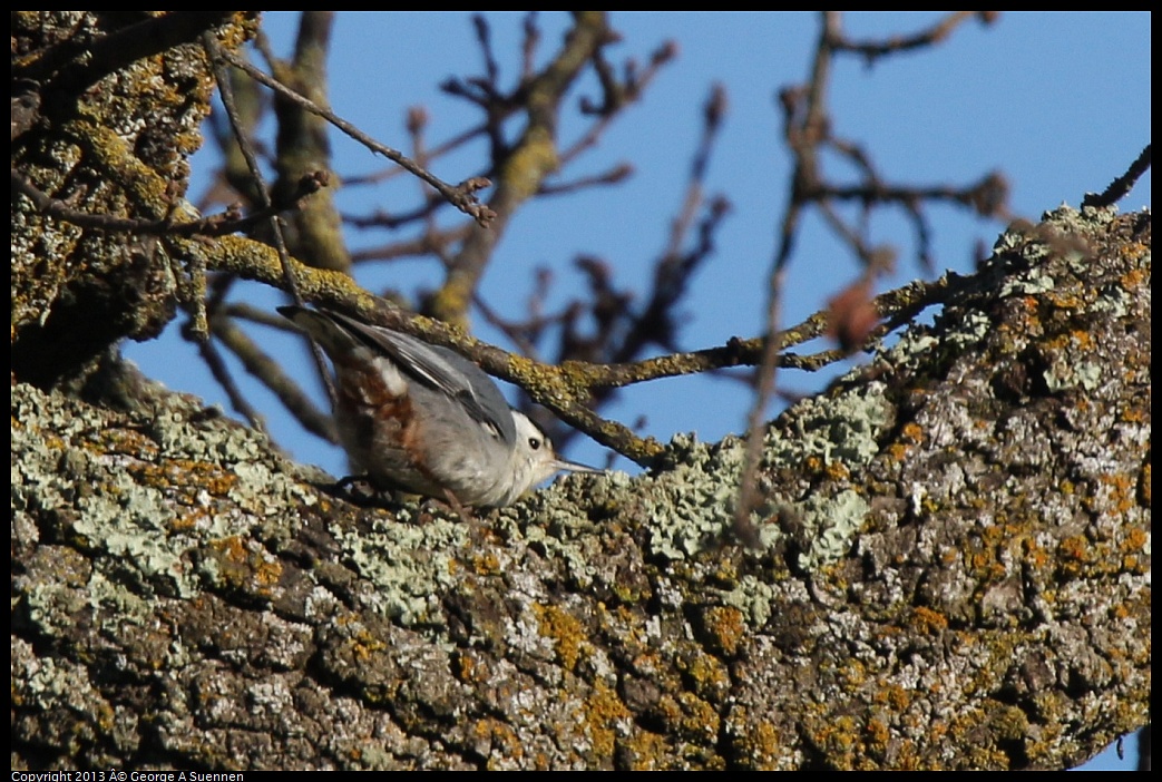 0209-160752-06.jpg - White-breasted Nuthatch