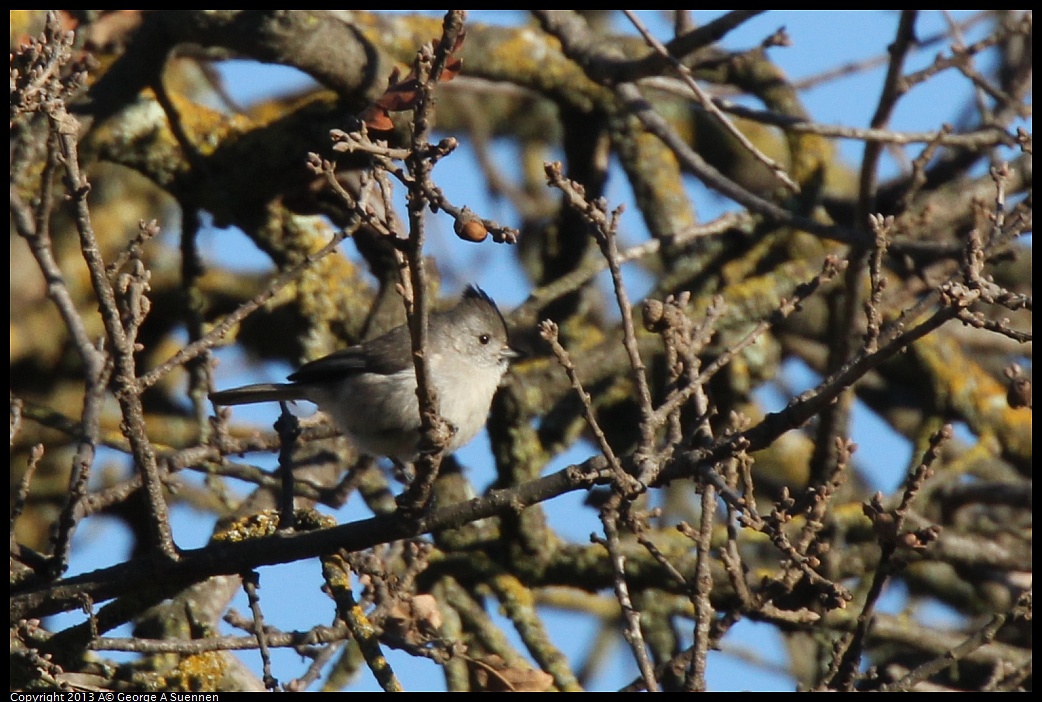 0209-161121-01.jpg - Oak Titmouse