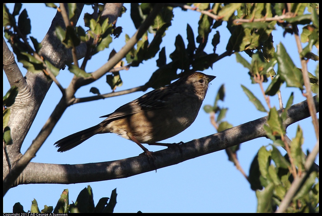 0209-161646-02.jpg - Golden-crowned Sparrow