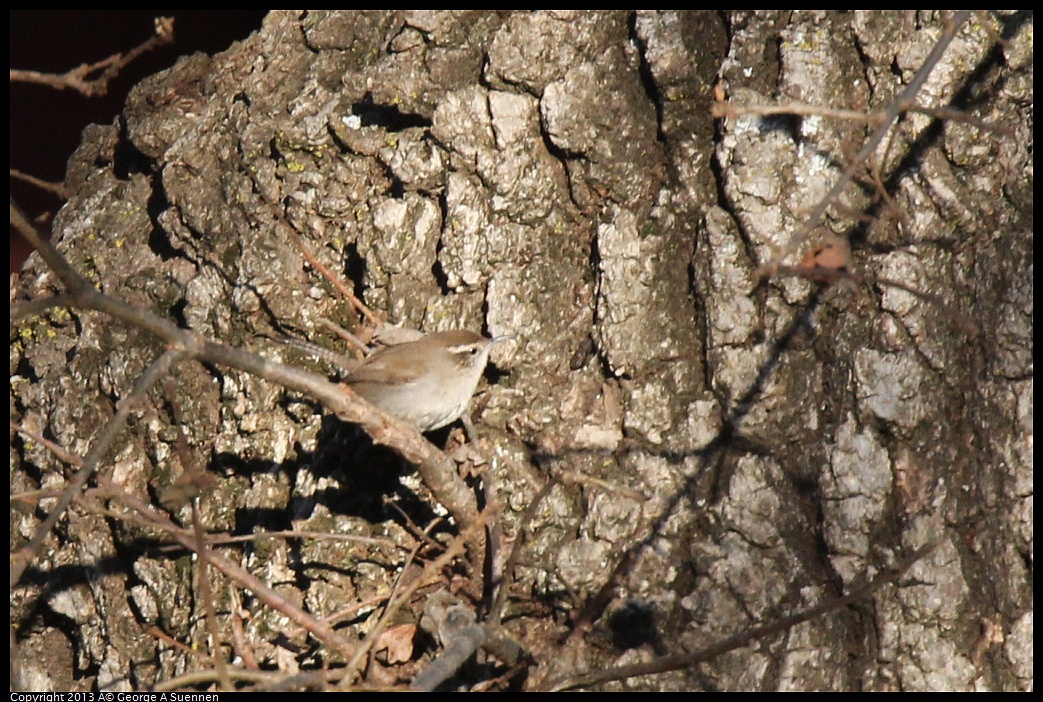 0209-161751-01.jpg - Bewick's Wren