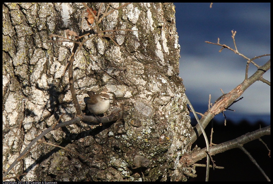 0209-161753-03.jpg - Bewick's Wren