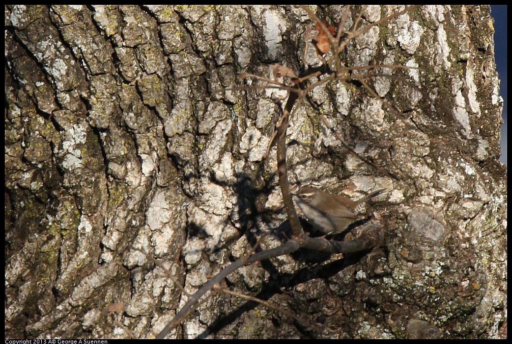 0209-161755-01.jpg - Bewick's Wren