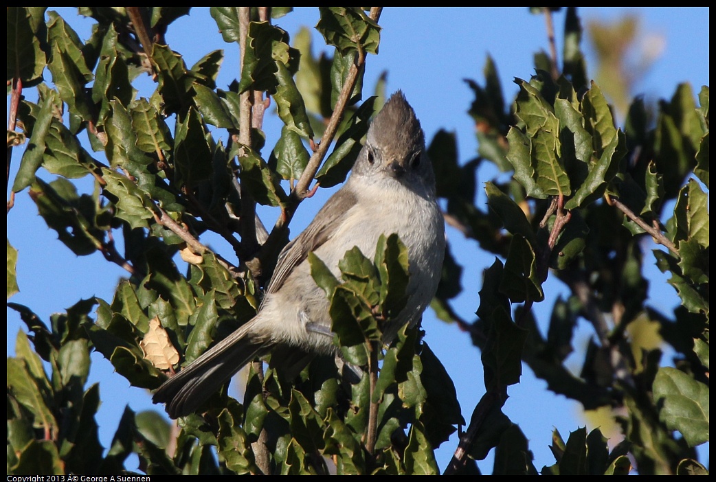 0209-161816-03.jpg - Oak Titmouse