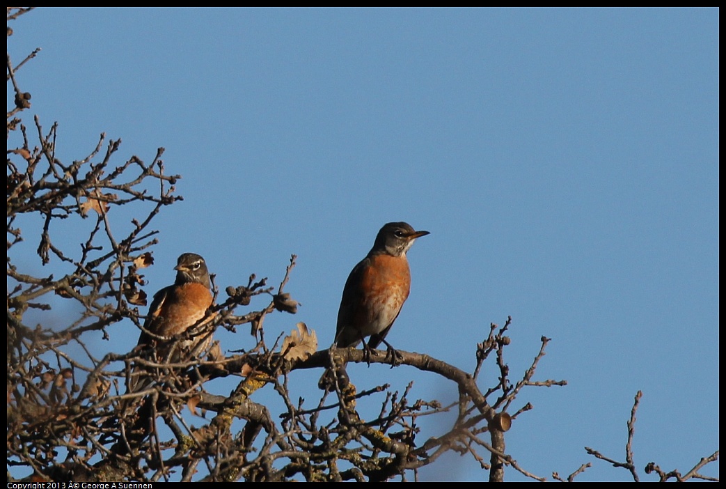 0209-161942-03.jpg - American Robin