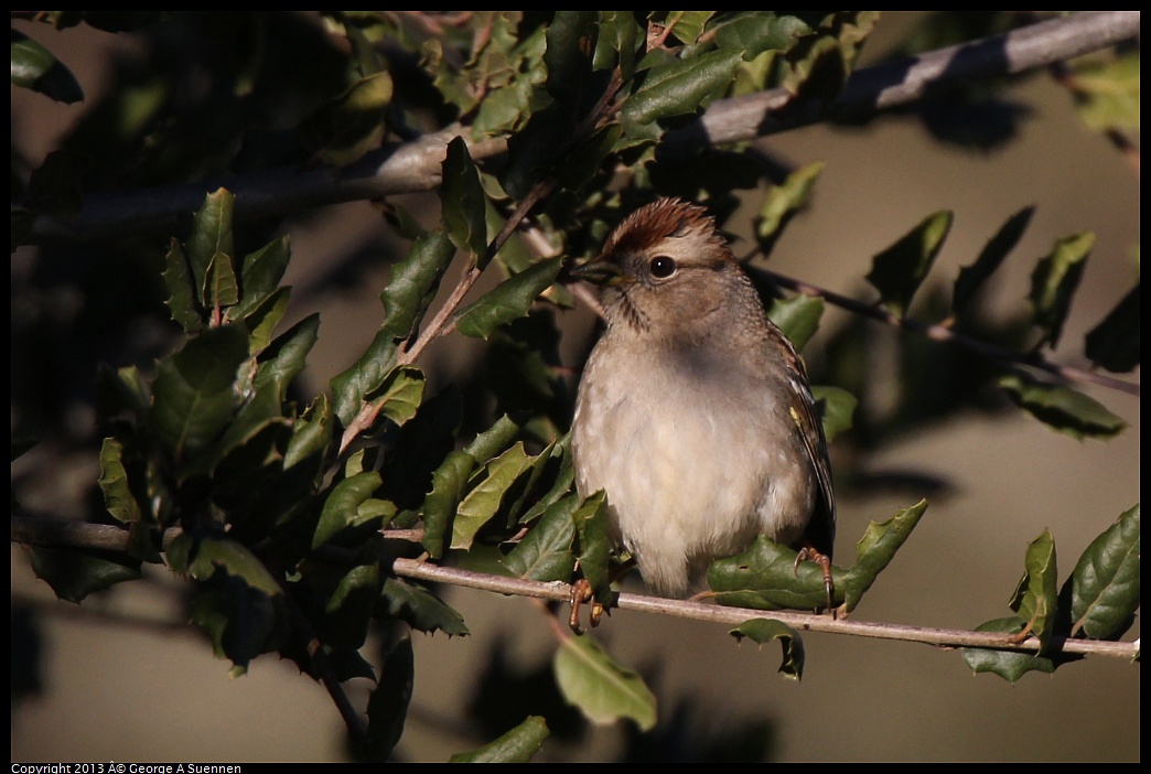 0209-161955-03.jpg - White-crowned Sparrow