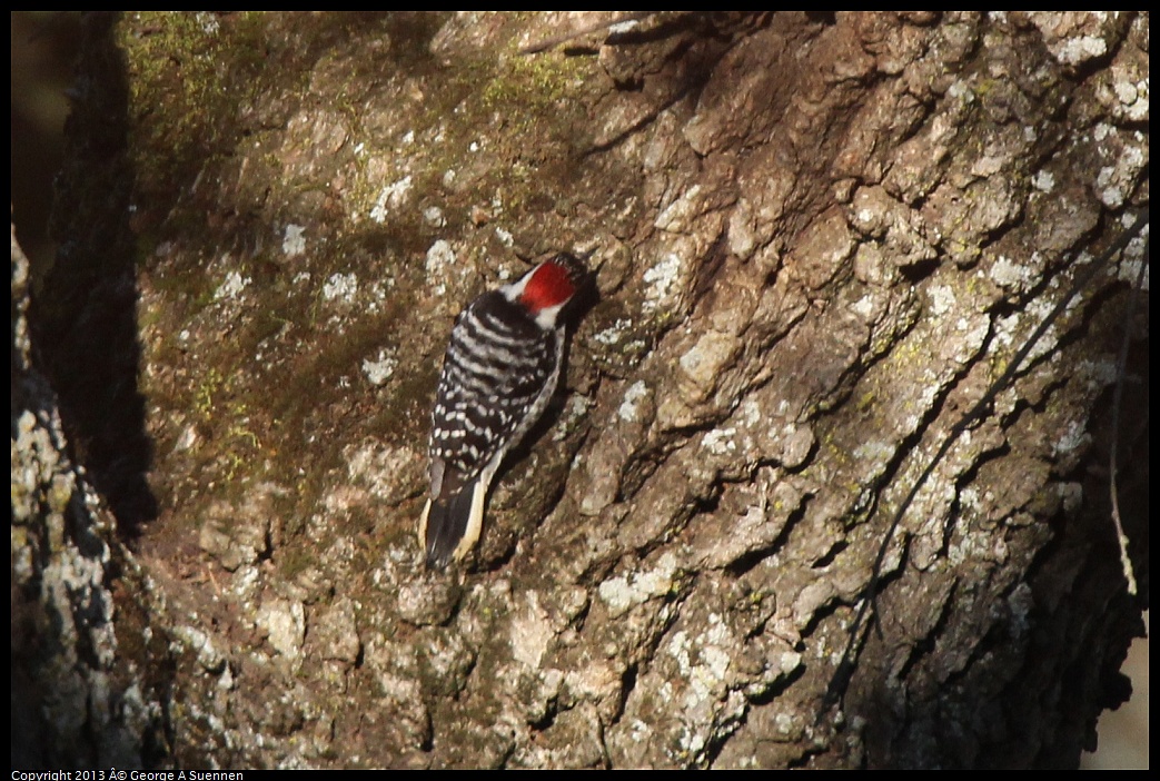 0209-162053-02.jpg - Nuttall's Woodpecker