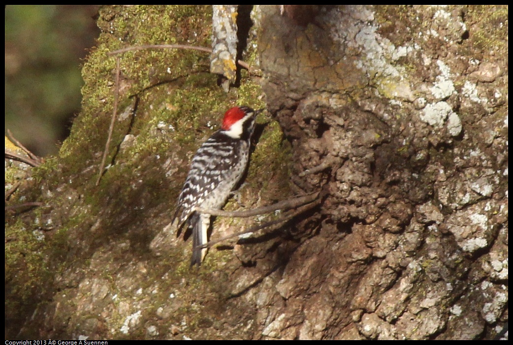 0209-162058-01.jpg - Nuttall's Woodpecker