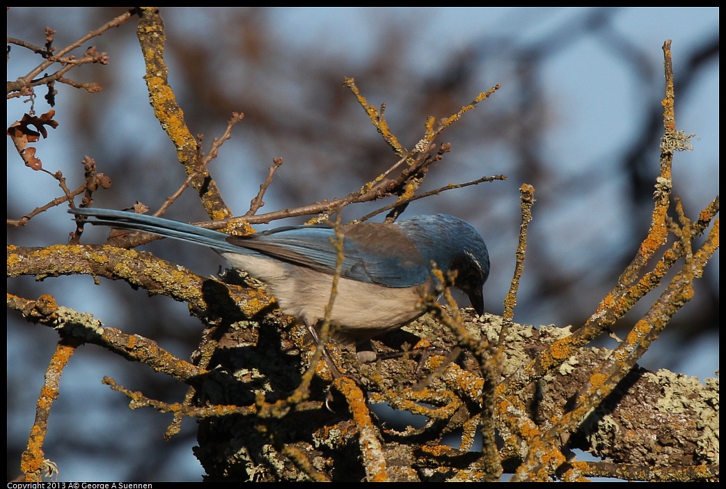 0209-162204-01.jpg - Western Scrub Jay