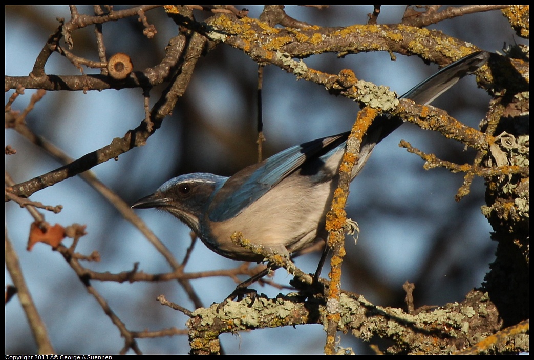 0209-162206-02.jpg - Western Scrub Jay