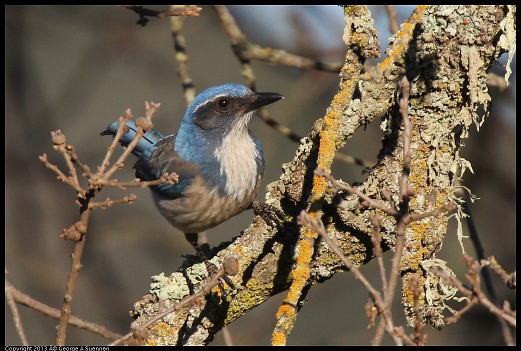 0209-162212-04.jpg - Western Scrub Jay