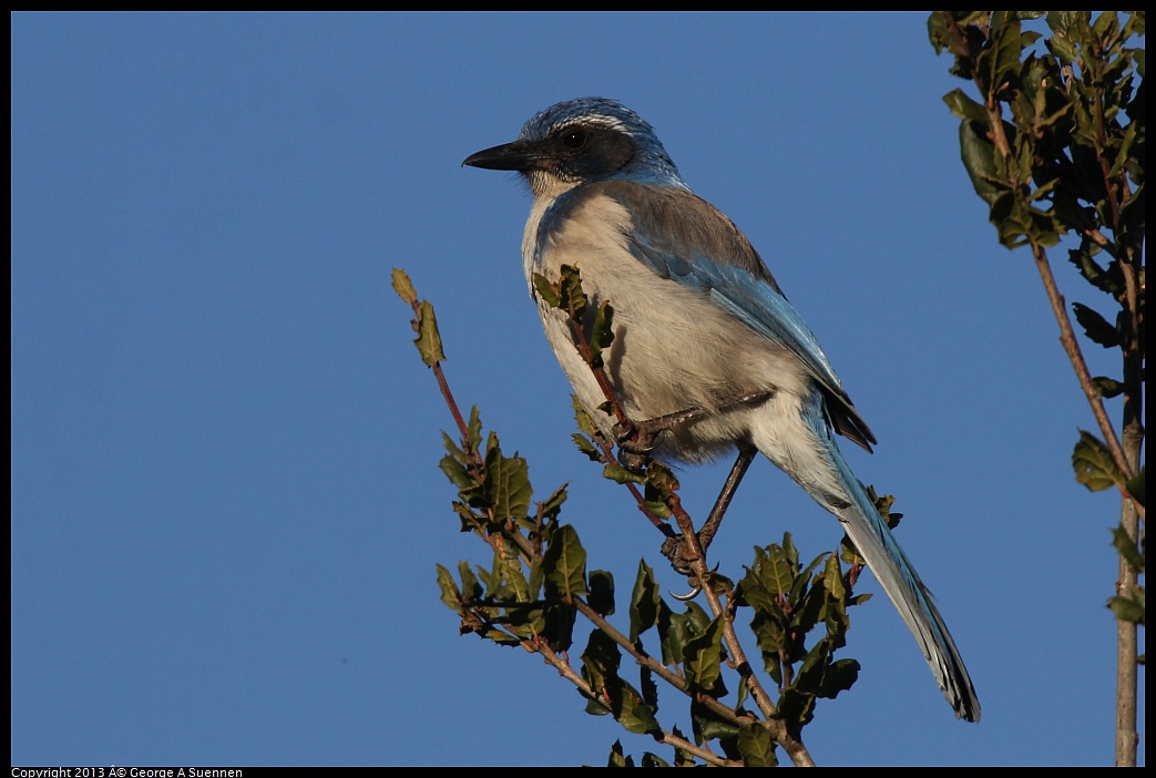 0209-162355-02.jpg - Western Scrub Jay