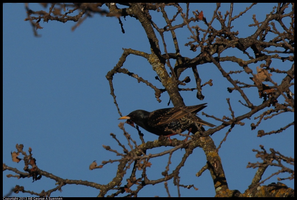 0209-162431-02.jpg - European Starling