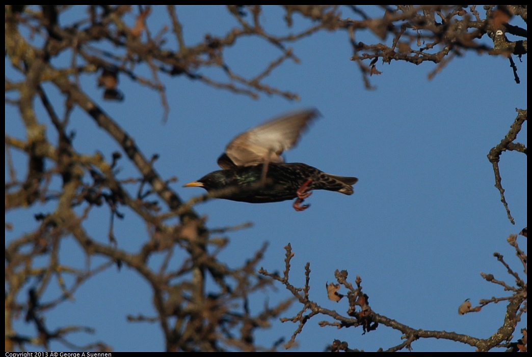 0209-162431-03.jpg - European Starling