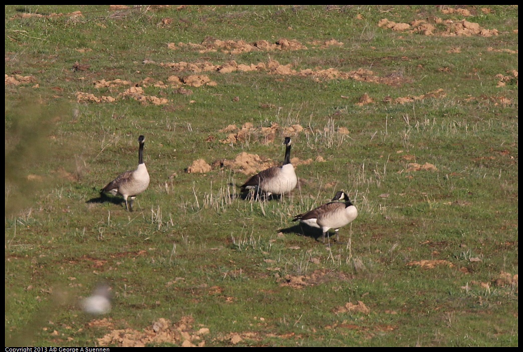 0209-162836-02.jpg - Canada Goose