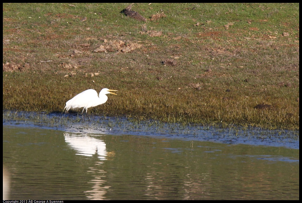 0209-163004-02.jpg - Great Egret