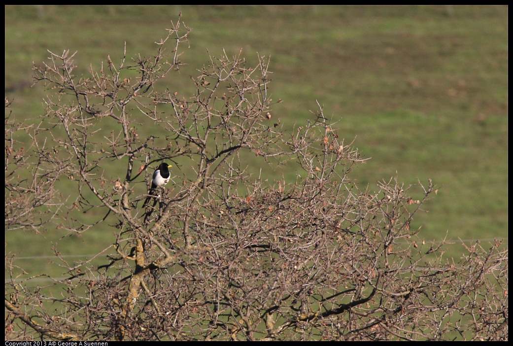 0209-163243-01.jpg - Yellow-billed Magpie