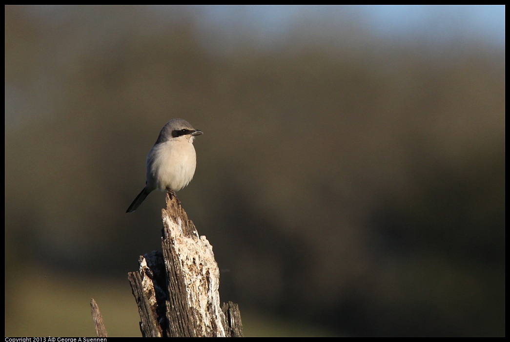 0209-163613-01.jpg - Loggerhead Shrike