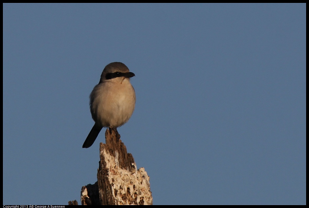 0209-163644-01.jpg - Loggerhead Shrike