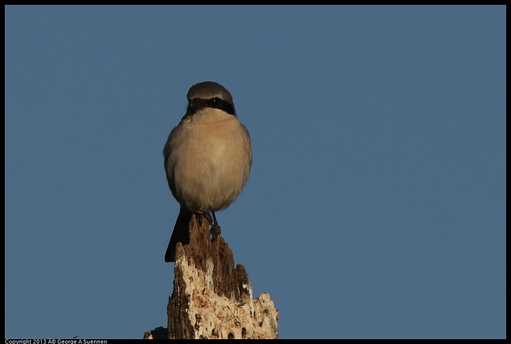 0209-163703-02.jpg - Loggerhead Shrike