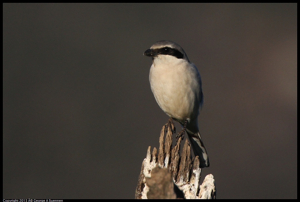 0209-163738-02.jpg - Loggerhead Shrike