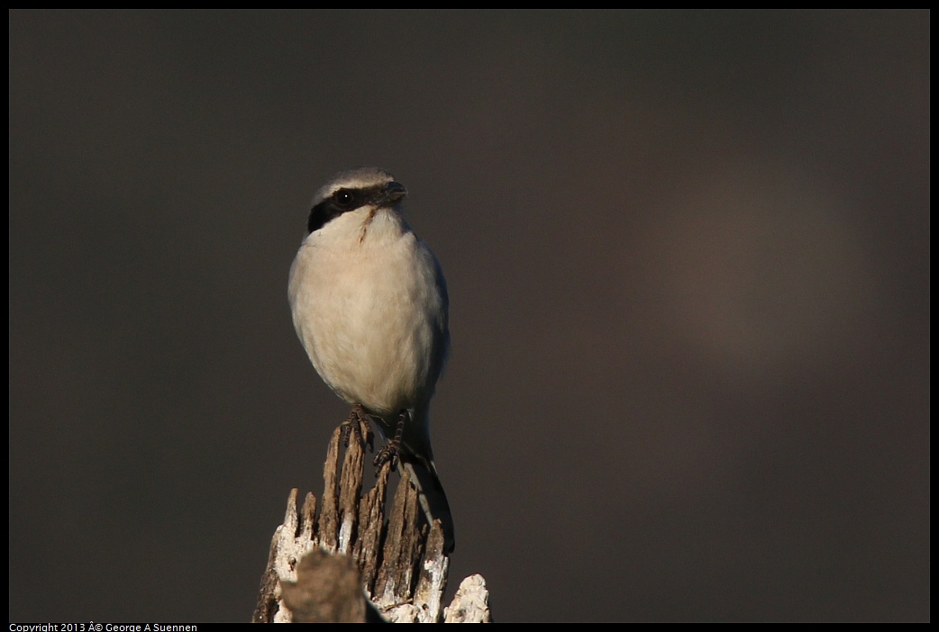 0209-163747-01.jpg - Loggerhead Shrike