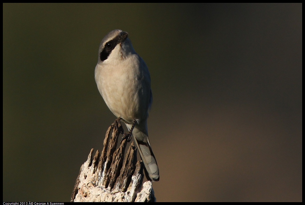 0209-163806-03.jpg - Loggerhead Shrike