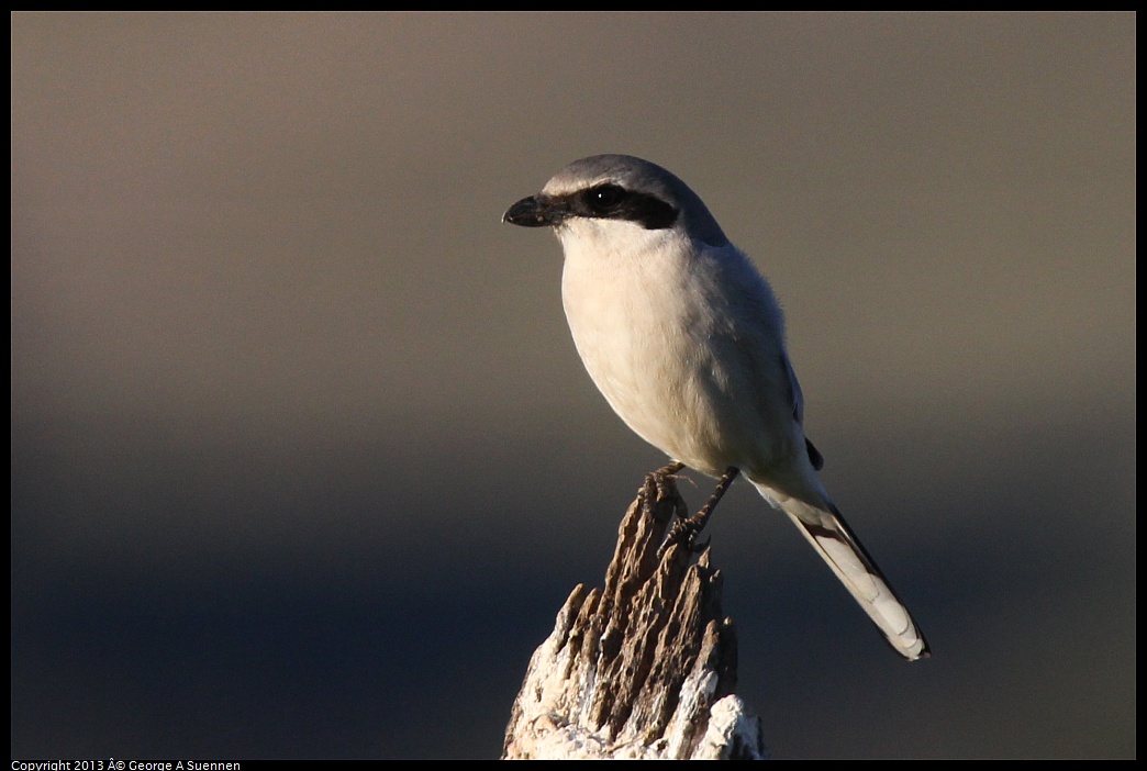 0209-163836-02.jpg - Loggerhead Shrike