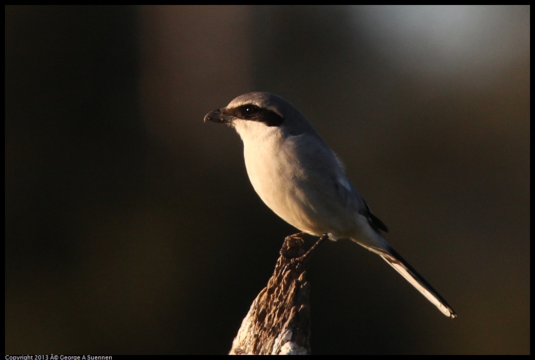 0209-163857-03.jpg - Loggerhead Shrike