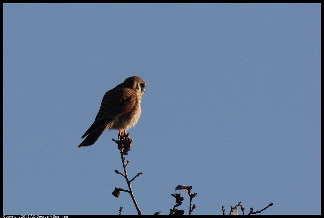 0209-164007-02.jpg - American Kestrel