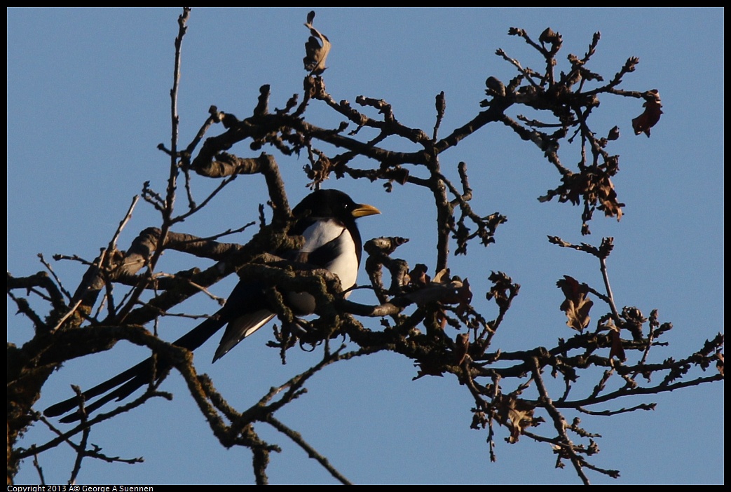 0209-164011-05.jpg - Yellow-billed Magpie