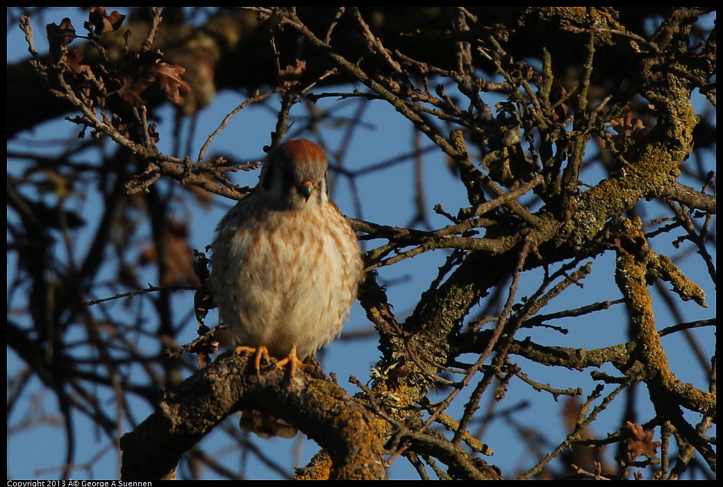 0209-164040-01.jpg - American Kestrel