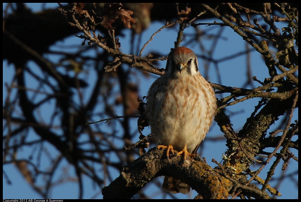 0209-164047-02.jpg - American Kestrel