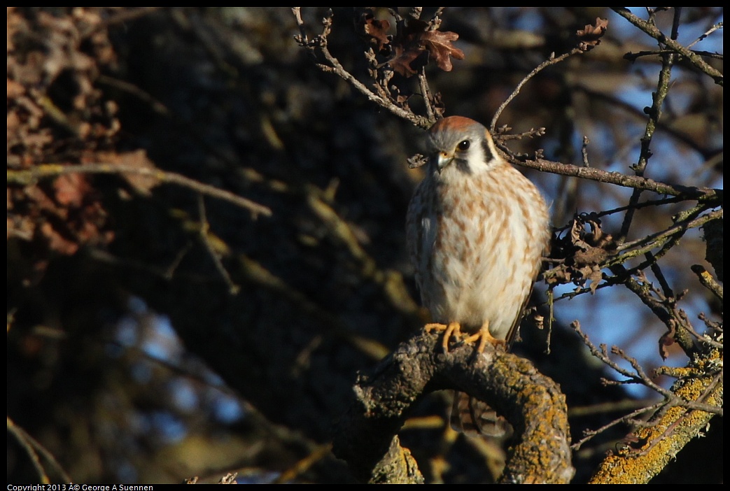 0209-164131-01.jpg - American Kestrel