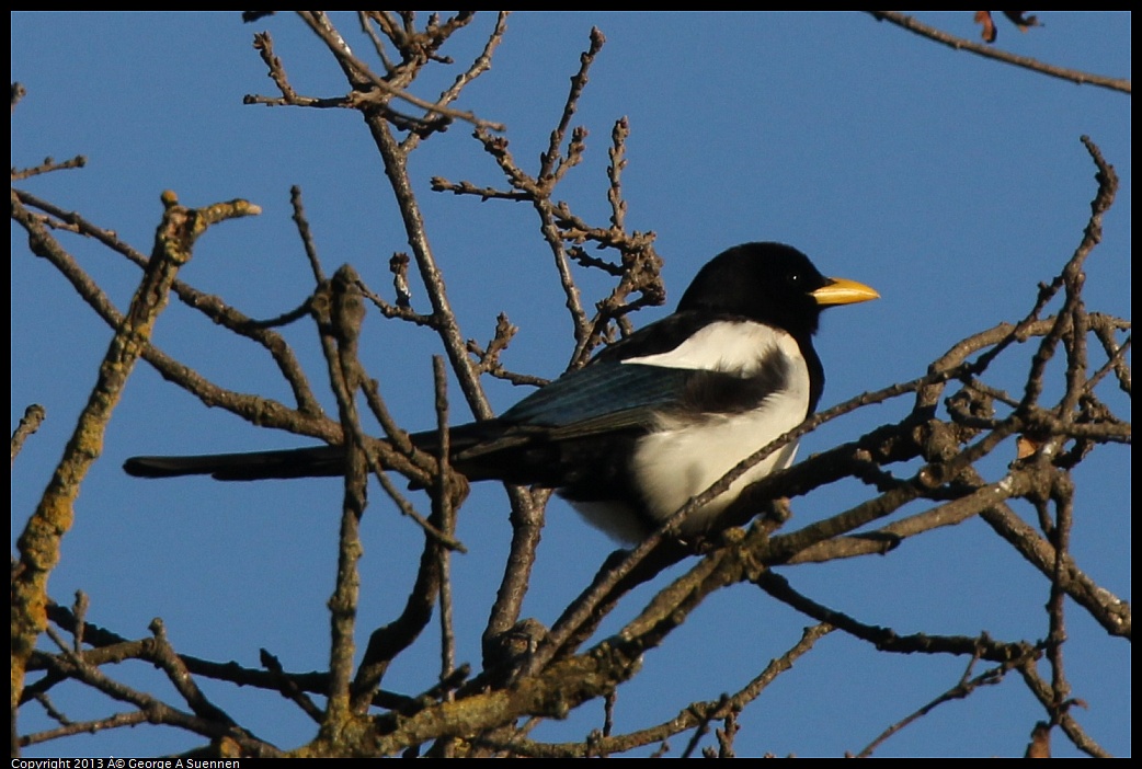 0209-164139-02.jpg - Yellow-billed Magpie