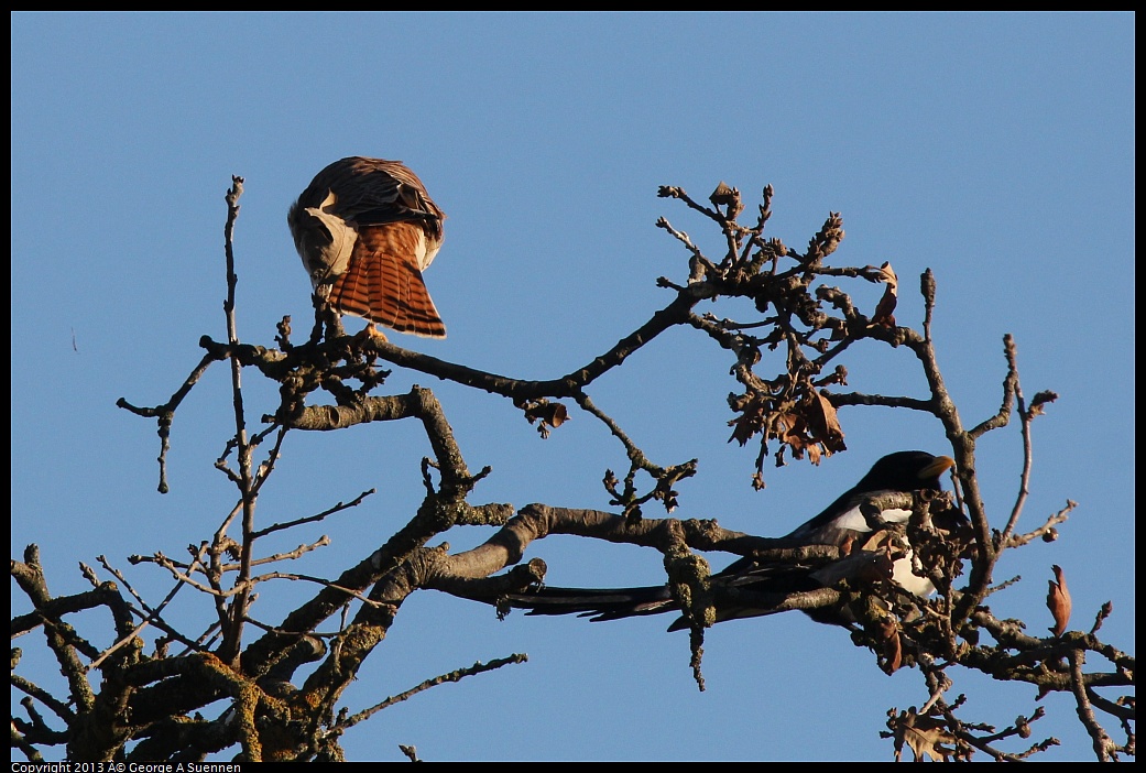 0209-164148-03.jpg - Yellow-billed Magpie and American Kestrel