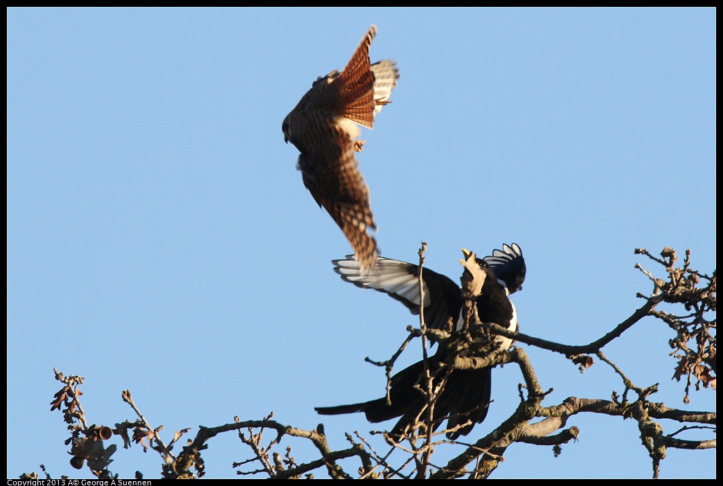 0209-164150-01.jpg - Yellow-billed Magpie and American Kestrel