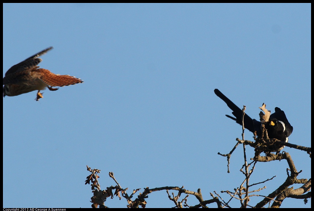 0209-164150-02.jpg - Yellow-billed Magpie and American Kestrel