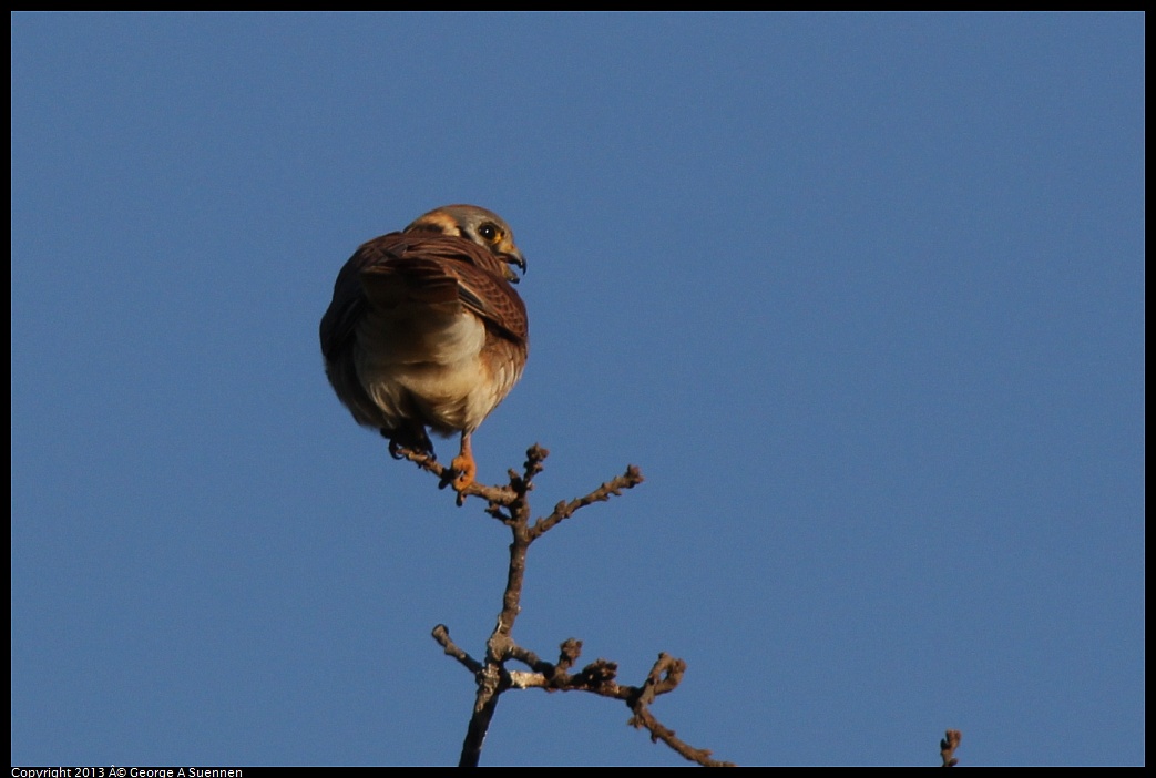 0209-164201-01.jpg - American Kestrel