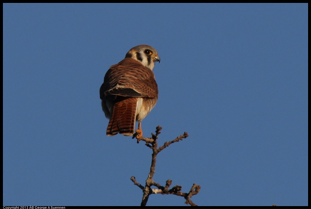 0209-164201-04.jpg - American Kestrel