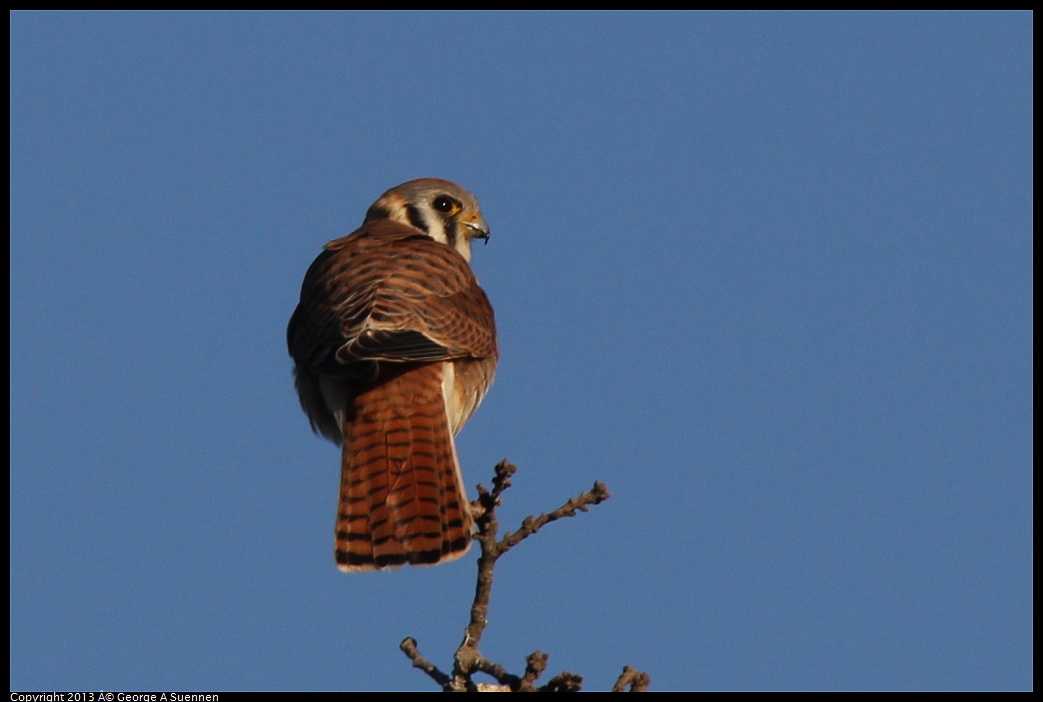 0209-164202-03.jpg - American Kestrel